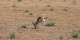 Tanzanie - 2010-09 - 108 - Serengeti - Gazelle deThomson